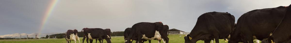 cows
