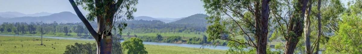 bush view